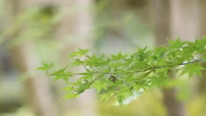 祇王寺(京都府)