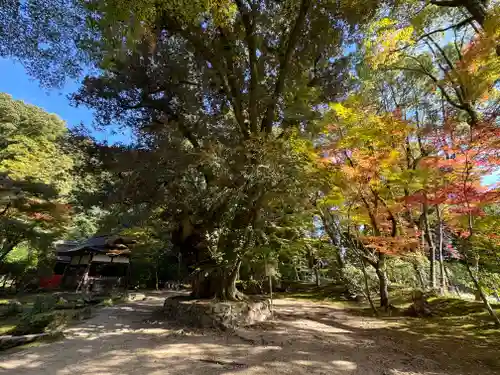 賀茂別雷神社（上賀茂神社）(京都府)