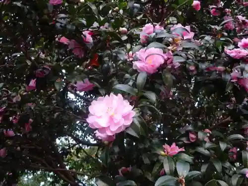 諏訪神社の自然