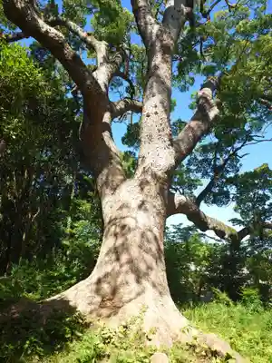薦神社(大分県)