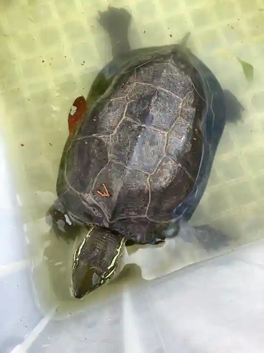 玉野御嶽神社の動物