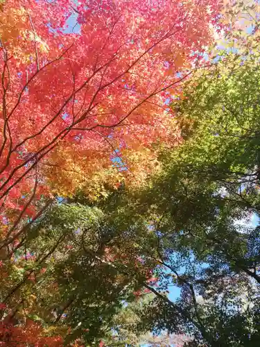 宝満宮竈門神社の自然