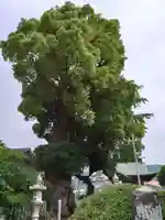 下代菅原神社の自然