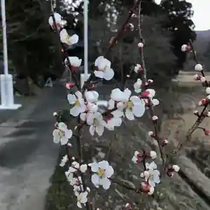 高司神社〜むすびの神の鎮まる社〜の自然(2021年03月20日(土) 10時00分48秒投稿)
