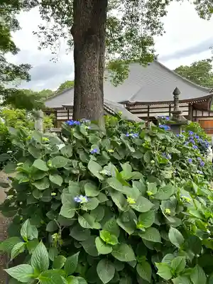 能護寺(埼玉県)