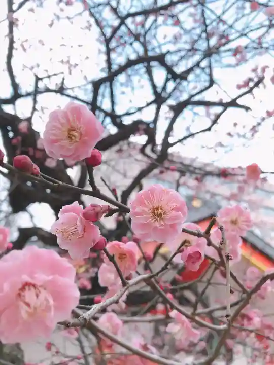花園神社の自然