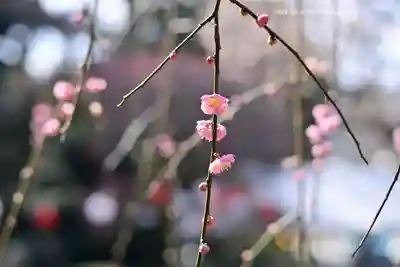 出雲大社相模分祠(神奈川県)