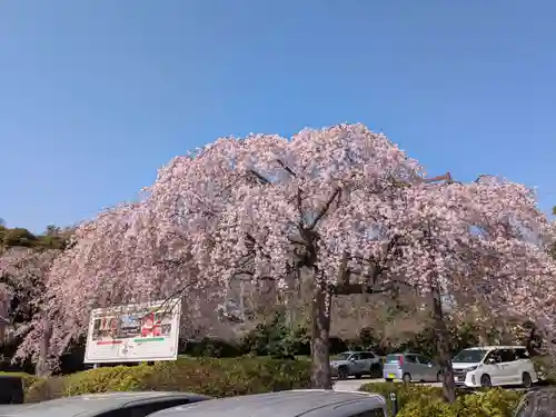 櫻木神社(千葉県)