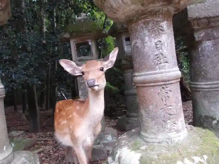 春日大社(奈良県)