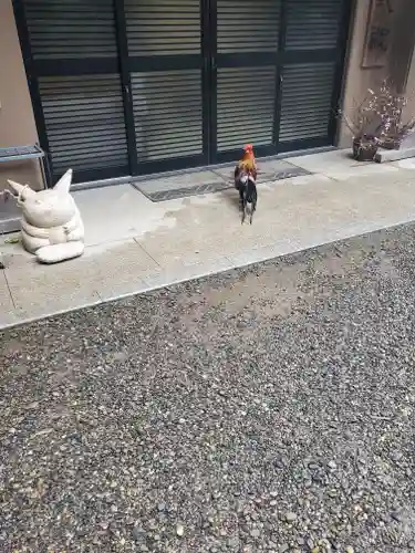 大甕神社の動物