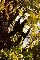 飛木稲荷神社の自然