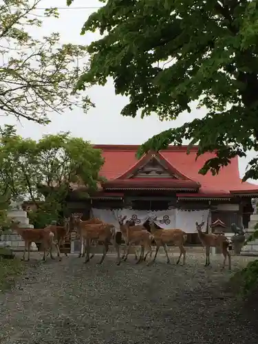 釧路一之宮 厳島神社の動物