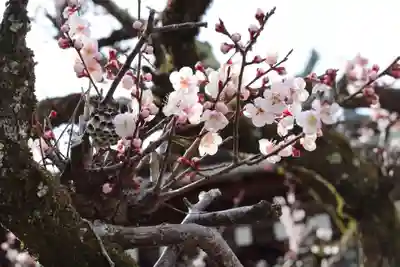 西教寺(滋賀県)