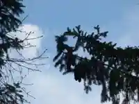 留辺蘂神社の動物