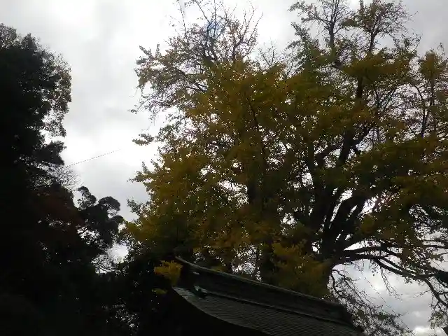 荏柄天神社の自然