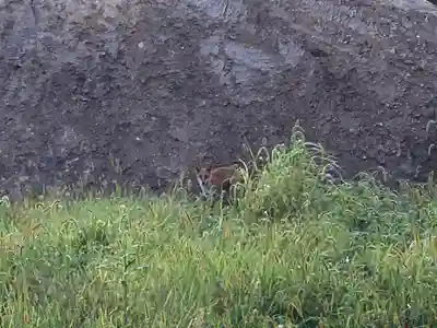 砂川神社の動物