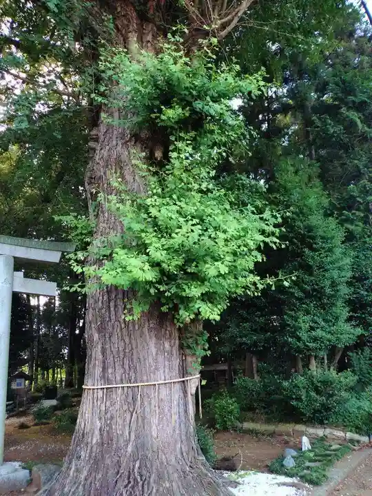 弓田香取神社(茨城県)