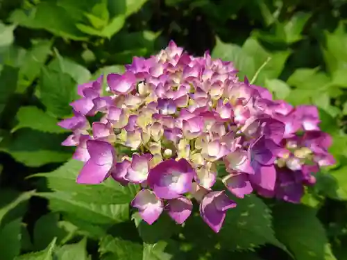 柳谷観音　楊谷寺の自然