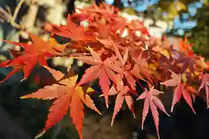 妙建山本立寺(東京都)(2024年12月23日(月) 19時01分44秒投稿)