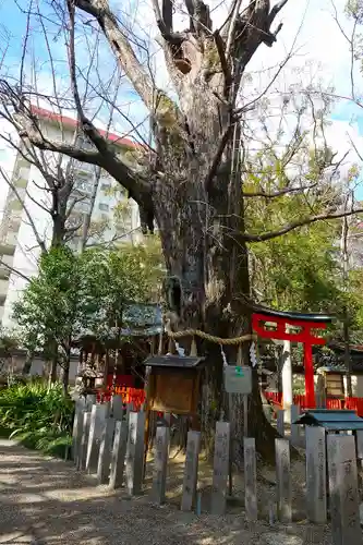 杭全神社の自然