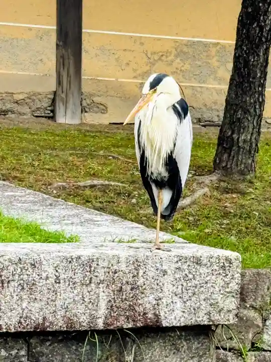 東寺(教王護国寺)の動物