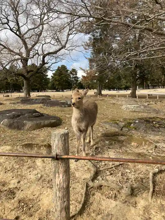 興福寺 南円堂の動物