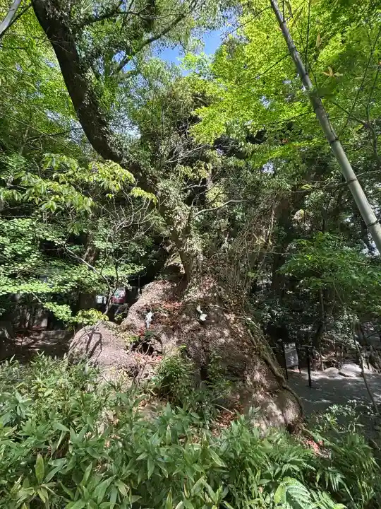 來宮神社の{uncategorized: "未分類", other: "その他", undefined: "問題あり", building: "その他建物", grave: "お墓", sacred_gate: "鳥居", guardian: "狛犬", statue: "像", buddha: "仏像", history: "歴史", nature: "自然", garden: "庭園", animal: "動物", pagoda: "塔", temizu: "手水舎", mountain_gate: "山門・神門", sanctuary: "本殿・本堂", subordinate: "末社・摂社", art: "芸術", scenery: "景色", jizo: "地蔵", ema: "絵馬", goshuin: "御朱印", omikuji: "おみくじ", items: "授与品その他", amulet: "お守り", goshuincho: "御朱印帳", eats: "食事", festival: "お祭り", votive_dance: "神楽", shichigosan: "七五三参", wedding: "結婚式", experience: "体験その他", initially: "初詣", around: "周辺", anti_infection: "感染症対策"}