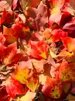 土津神社|こどもと出世の神さまの自然