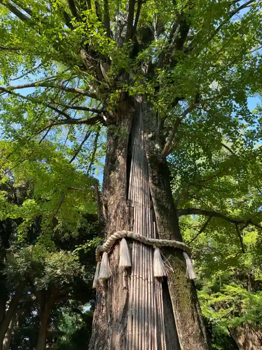 赤坂氷川神社(東京都)
