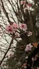 平野神社(京都府)