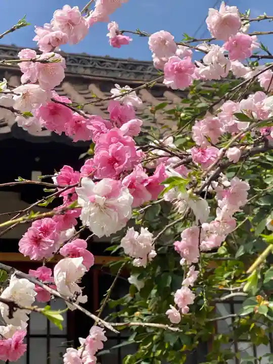 六孫王神社(京都府)