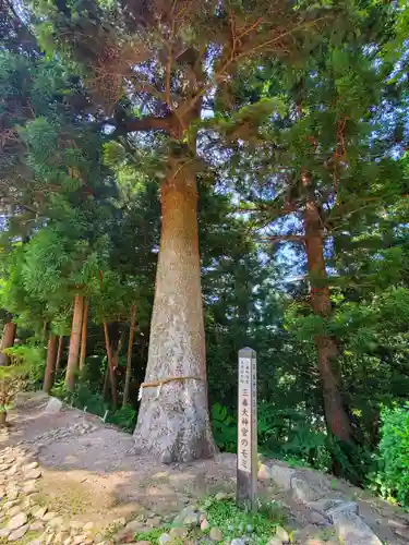 三春大神宮の自然