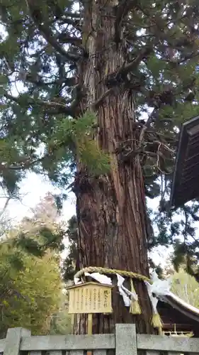 諏訪大社下社秋宮の自然