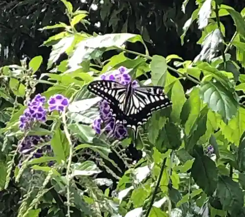 今戸神社の自然