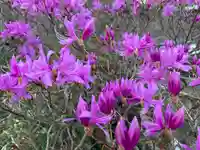 普門寺(切り絵御朱印発祥の寺)の自然