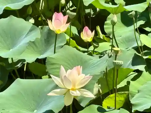 蚊里田八幡宮(長野県)