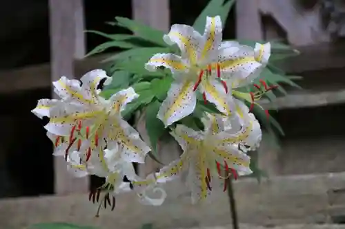 木幡山隠津島神社(二本松市)の自然