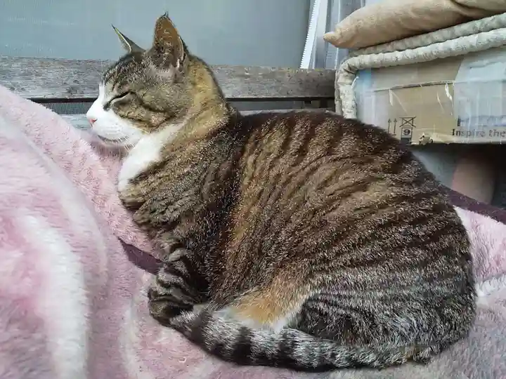 御誕生寺(猫寺)の動物