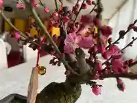 彌彦神社 (伊夜日子神社)の芸術