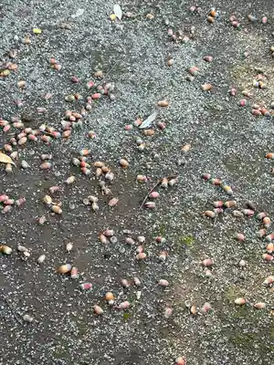 高藏院(東京都)