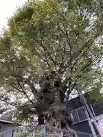 犬塚・犬塚の欅の自然