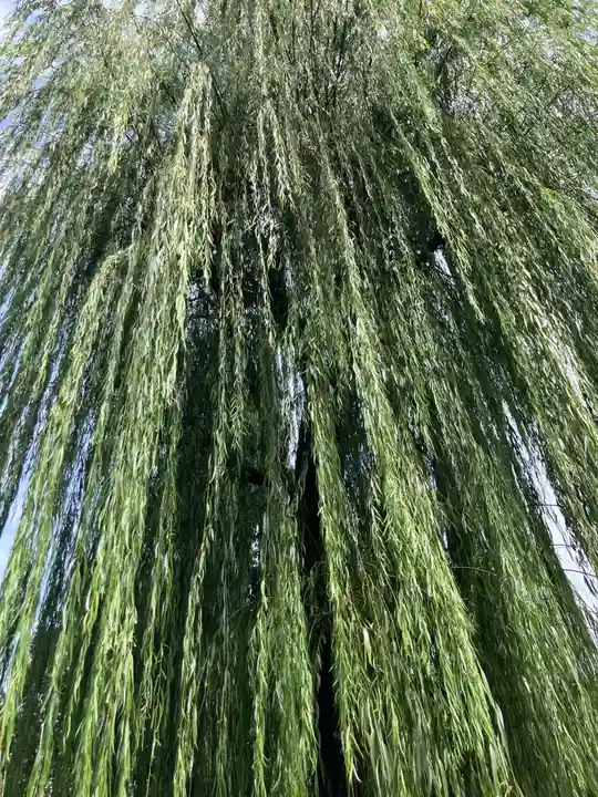 大林院(東京都)