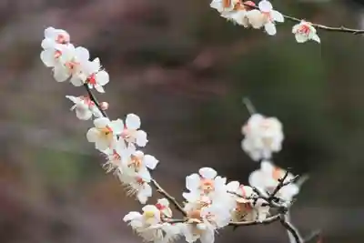 鹿島大神宮の庭園