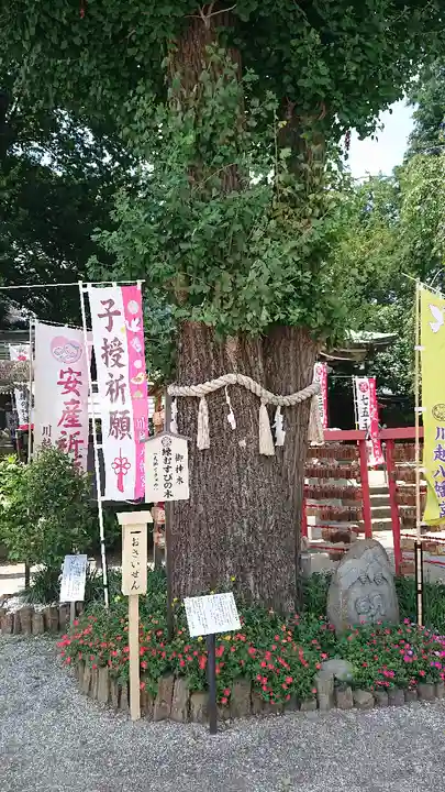 川越八幡宮の自然