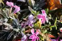 熊野福藏神社の自然