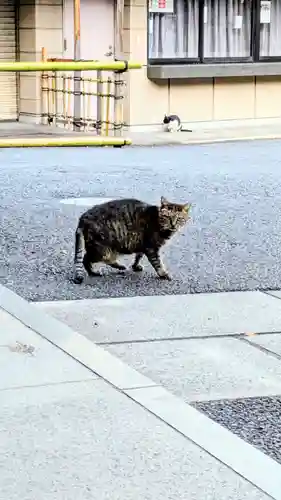 白金氷川神社の動物