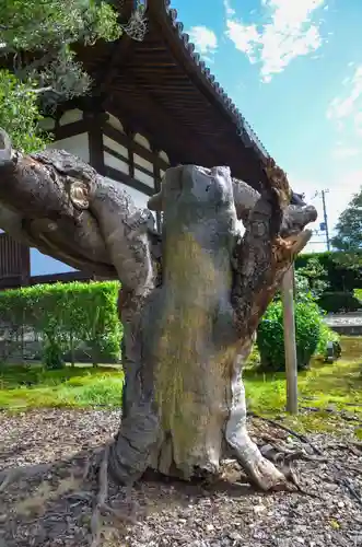 海宝寺の自然