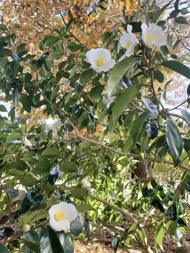 沙沙貴神社の自然