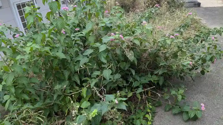 笠森稲荷大明神の自然