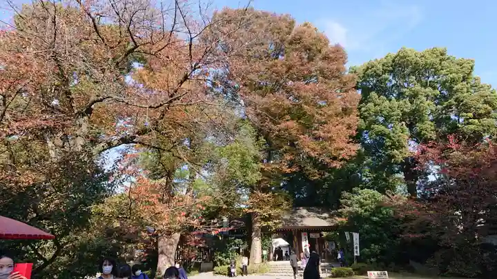阿佐ヶ谷神明宮の自然